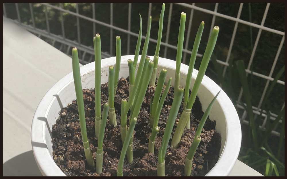 【写真付き】ママンの密かな楽しみ！　再生栽培で手軽にできる家庭菜園【パパン奮闘記 ～娘が嫁にいくまでは～ 第106話】
