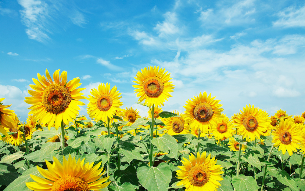 8月2日～8月8日の週間運勢占いランキング！　1位の星座は…？