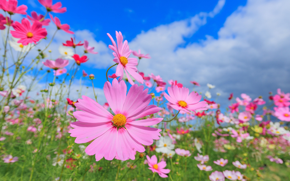 9月6日～9月12日の週間運勢占いランキング！　1位の星座は…？