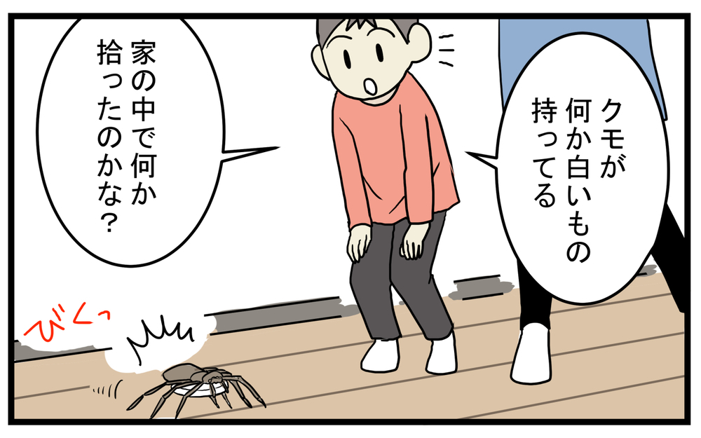 まさかの事実が発覚！ 家の中でクモが運んでいた「小さなタブレット」の正体【こどもと見つけた小さな発見日誌 Vol.40】