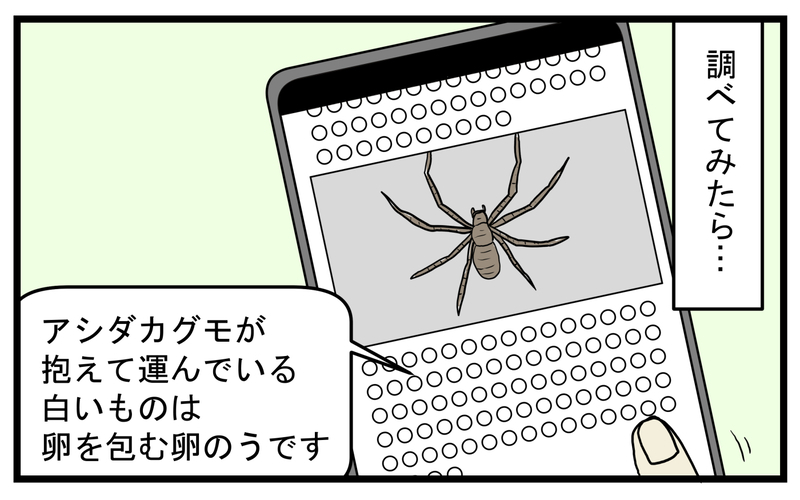 まさかの事実が発覚！ 家の中でクモが運んでいた「小さなタブレット」の正体【こどもと見つけた小さな発見日誌 Vol.40】