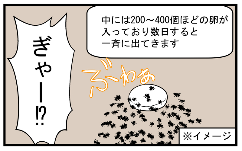 まさかの事実が発覚！ 家の中でクモが運んでいた「小さなタブレット」の正体【こどもと見つけた小さな発見日誌 Vol.40】