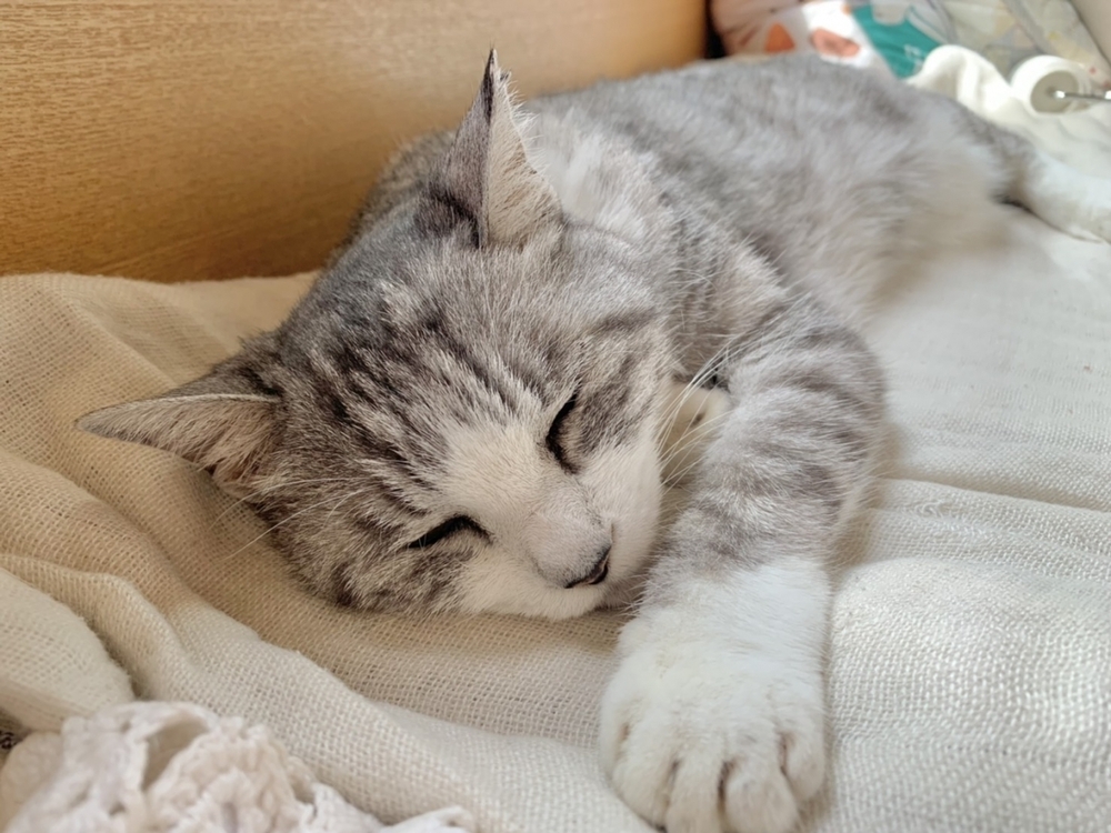 子どもと一緒に楽しみながら動物愛護を学べる「いぬねこなかまフェス」を開催！　～坂本美雨さんインタビュー