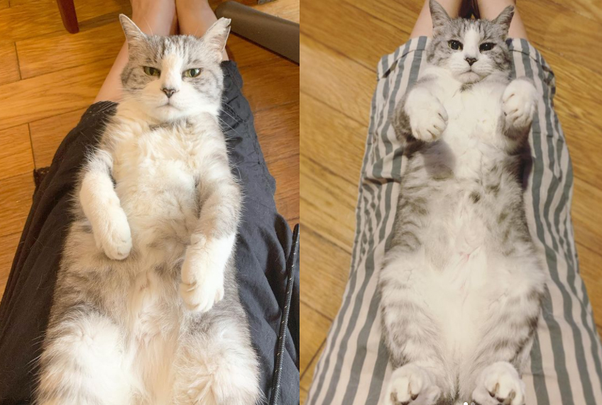 子どもと一緒に楽しみながら動物愛護を学べる「いぬねこなかまフェス」を開催！　～坂本美雨さんインタビュー