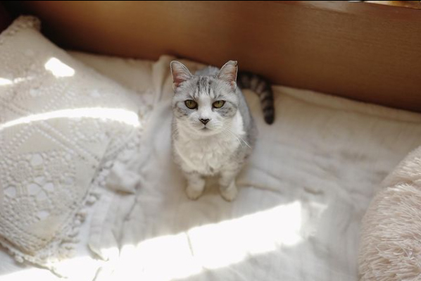 子どもと一緒に楽しみながら動物愛護を学べる「いぬねこなかまフェス」を開催！　～坂本美雨さんインタビュー