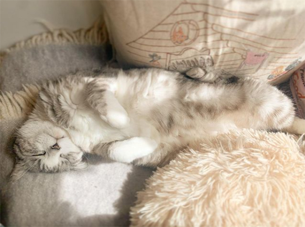 子どもと一緒に楽しみながら動物愛護を学べる「いぬねこなかまフェス」を開催！　～坂本美雨さんインタビュー