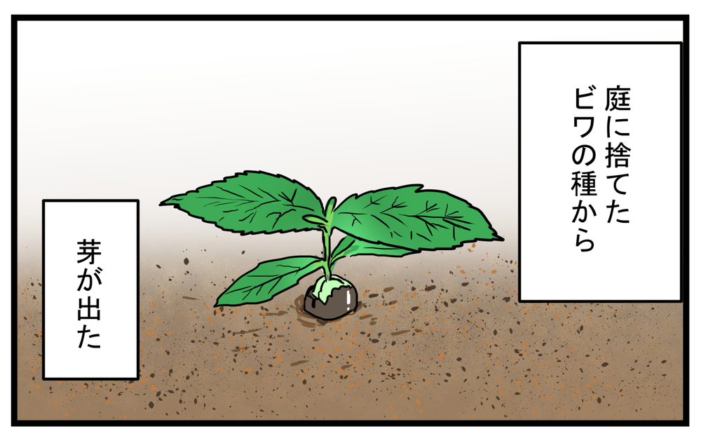 期待に胸を膨らます次男だったが…気になってしまった「びわの木」の怖い迷信【こどもと見つけた小さな発見日誌 Vol.41】