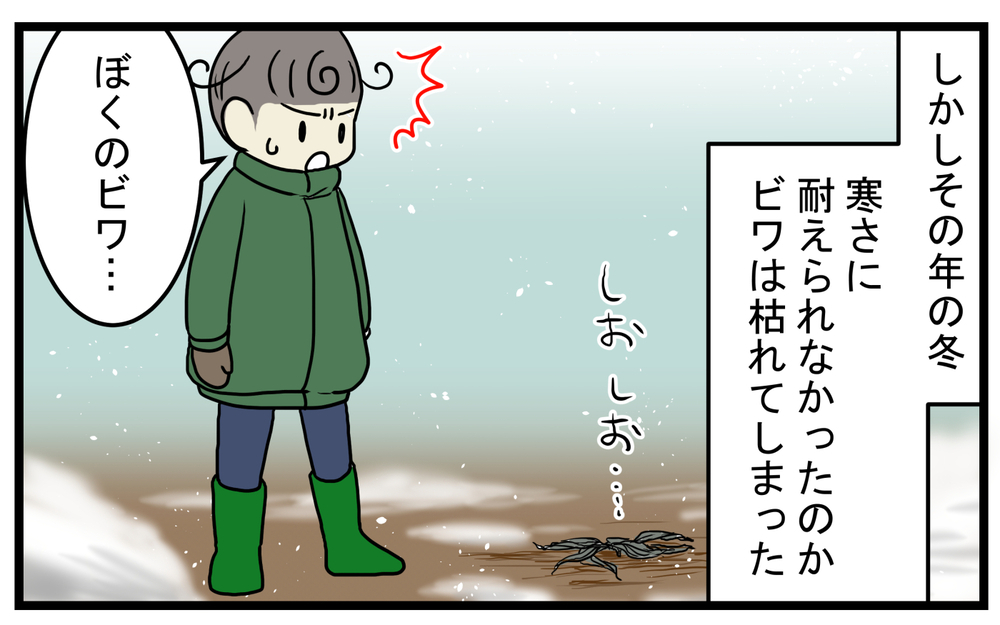 期待に胸を膨らます次男だったが…気になってしまった「びわの木」の怖い迷信【こどもと見つけた小さな発見日誌 Vol.41】