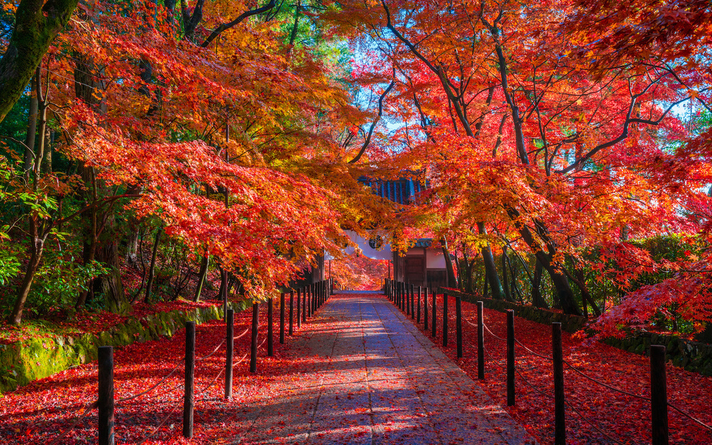 11月8日～11月14日の週間運勢占いランキング！　1位の星座は…？