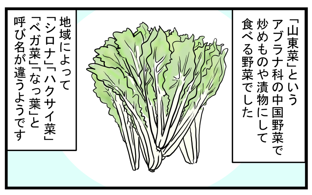 名前がわからない…近所の人にいただいた「謎の野菜」を調べたところ!?【こどもと見つけた小さな発見日誌 Vol.44】