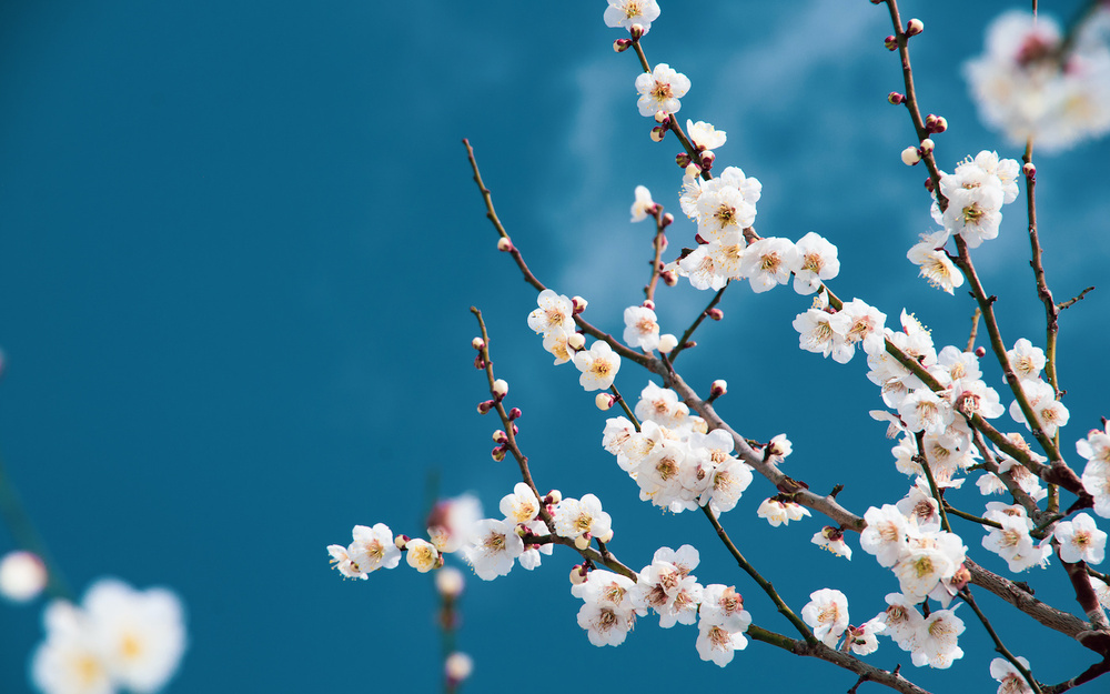 2月28日～3月6日の週間運勢占いランキング！　1位の星座は…？