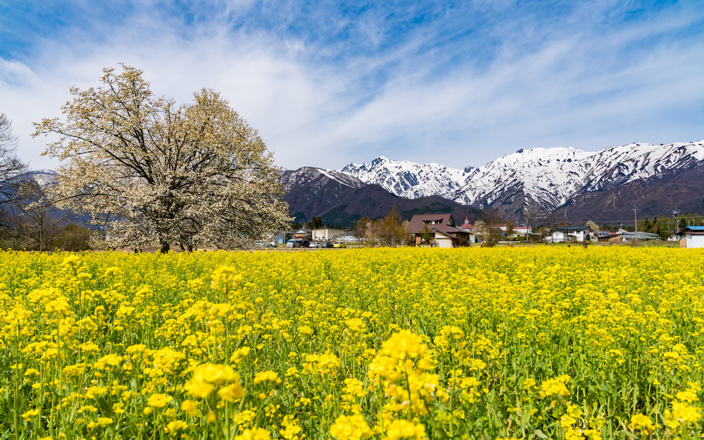 3月7日～3月13日の週間運勢占いランキング！　1位の星座は…？