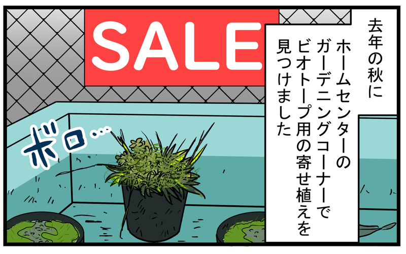 芽が出ることに賭けて購入！ 枯れかけた「謎の水草」を育ててみたところ!?【こどもと見つけた小さな発見日誌 Vol.49】
