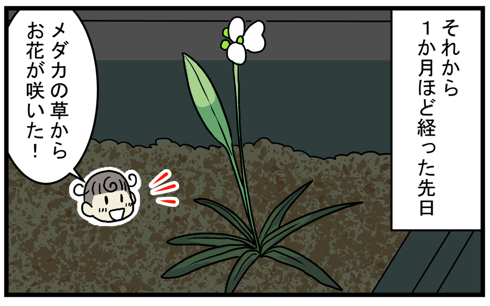 芽が出ることに賭けて購入！ 枯れかけた「謎の水草」を育ててみたところ!?【こどもと見つけた小さな発見日誌 Vol.49】