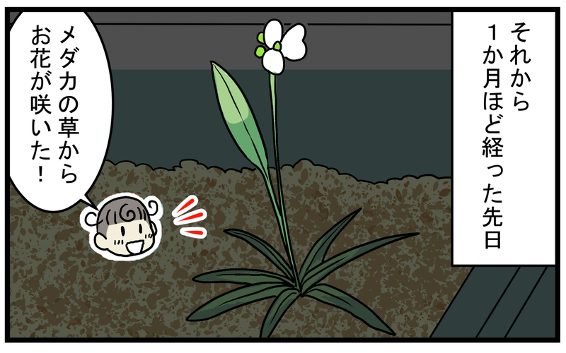 芽が出ることに賭けて購入！ 枯れかけた「謎の水草」を育ててみたところ!?【こどもと見つけた小さな発見日誌 Vol.49】