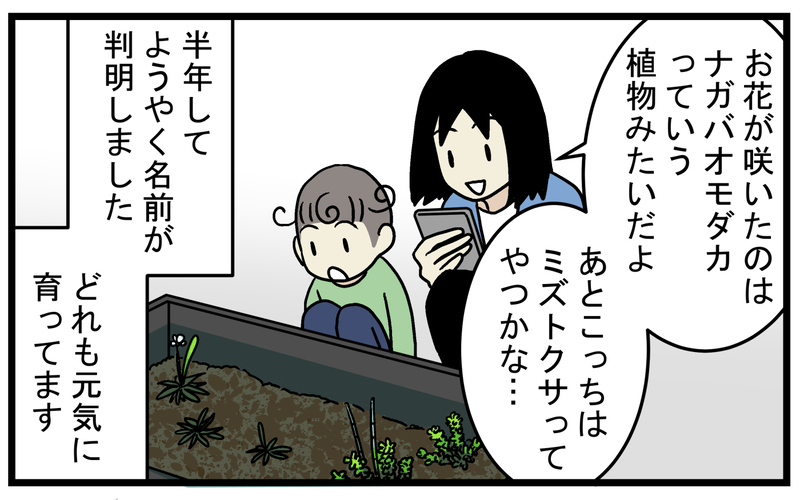 芽が出ることに賭けて購入！ 枯れかけた「謎の水草」を育ててみたところ!?【こどもと見つけた小さな発見日誌 Vol.49】