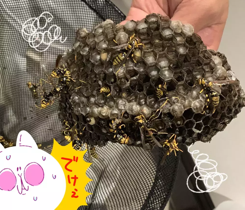 わが家に作られたのは、縁起物の「ツバメの巣」だと思っていたが!?【もちもちエプリデイ】  Vol.60