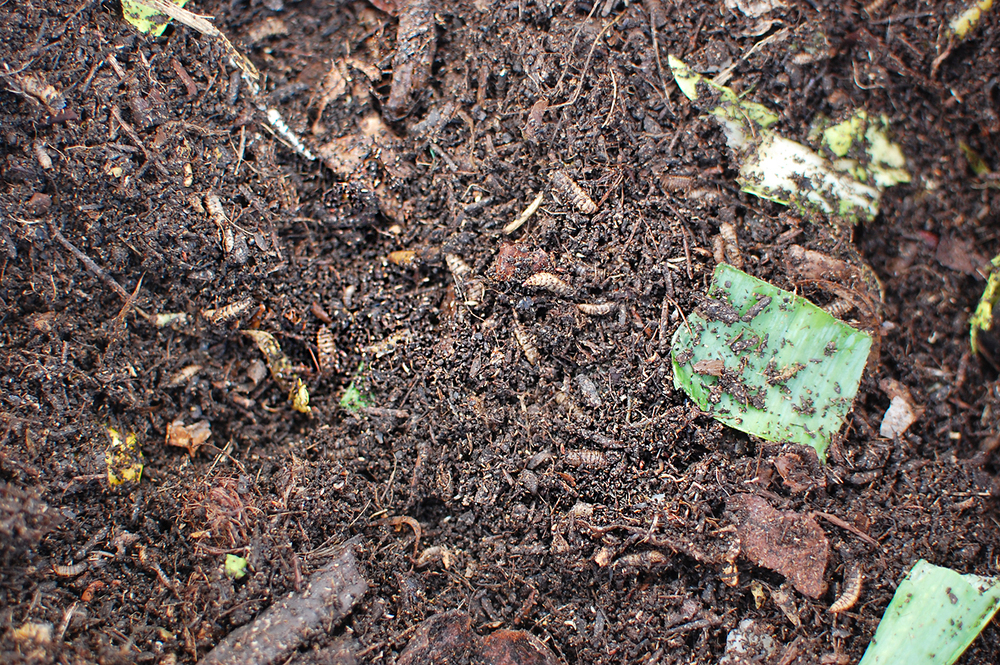 わが家にぴったりなのはどれ？　生ゴミを堆肥にリサイクル！  「コンポスト」で始めるサスティナブルな暮らし【4人の体験談】