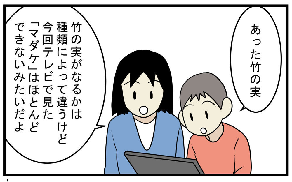 「竹も実がなるの？」息子に言われわかった意外なこと【こどもと見つけた小さな発見日誌 Vol.51】