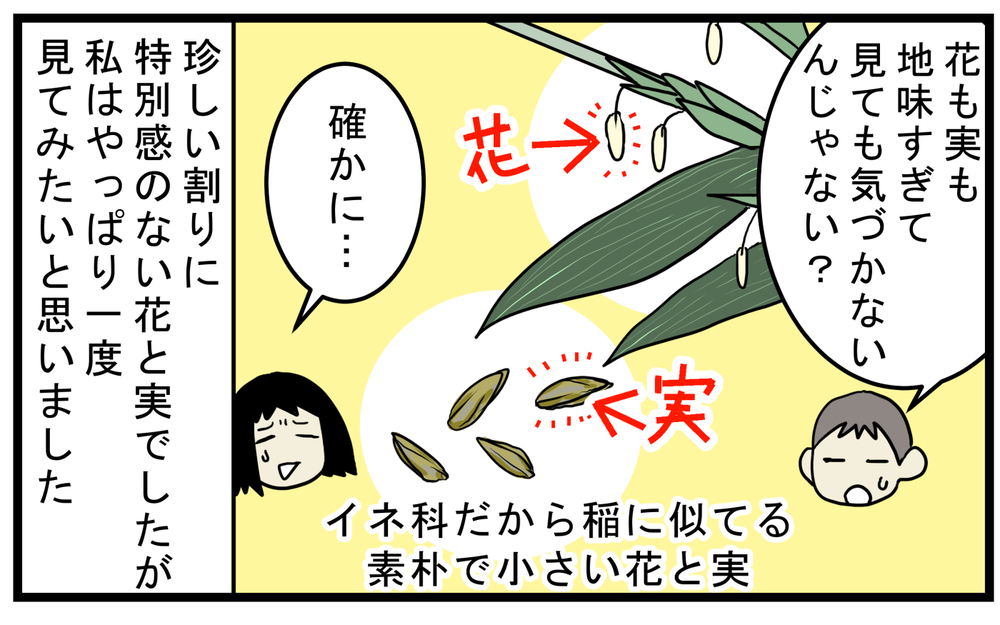「竹も実がなるの？」息子に言われわかった意外なこと【こどもと見つけた小さな発見日誌 Vol.51】