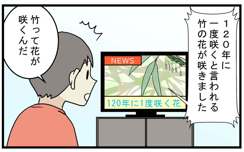 「竹も実がなるの？」息子に言われわかった意外なこと【こどもと見つけた小さな発見日誌 Vol.51】