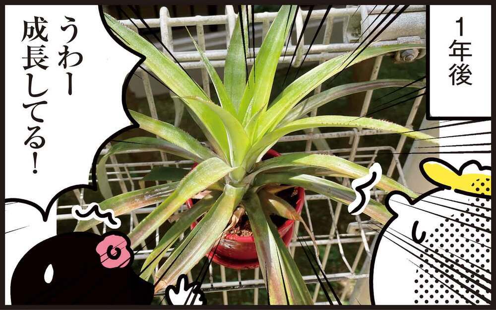 あの果物の茎を再生させて、今度は観葉植物に！ 続・わが家の再生栽培事情【パパン奮闘記 ～娘が嫁にいくまでは～ 第120話】