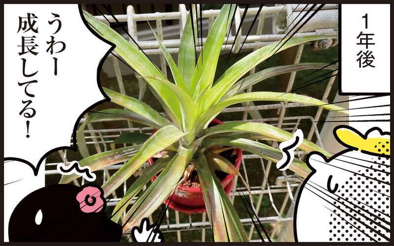 あの果物の茎を再生させて、今度は観葉植物に！ 続・わが家の再生栽培事情【パパン奮闘記 ～娘が嫁にいくまでは～ 第120話】