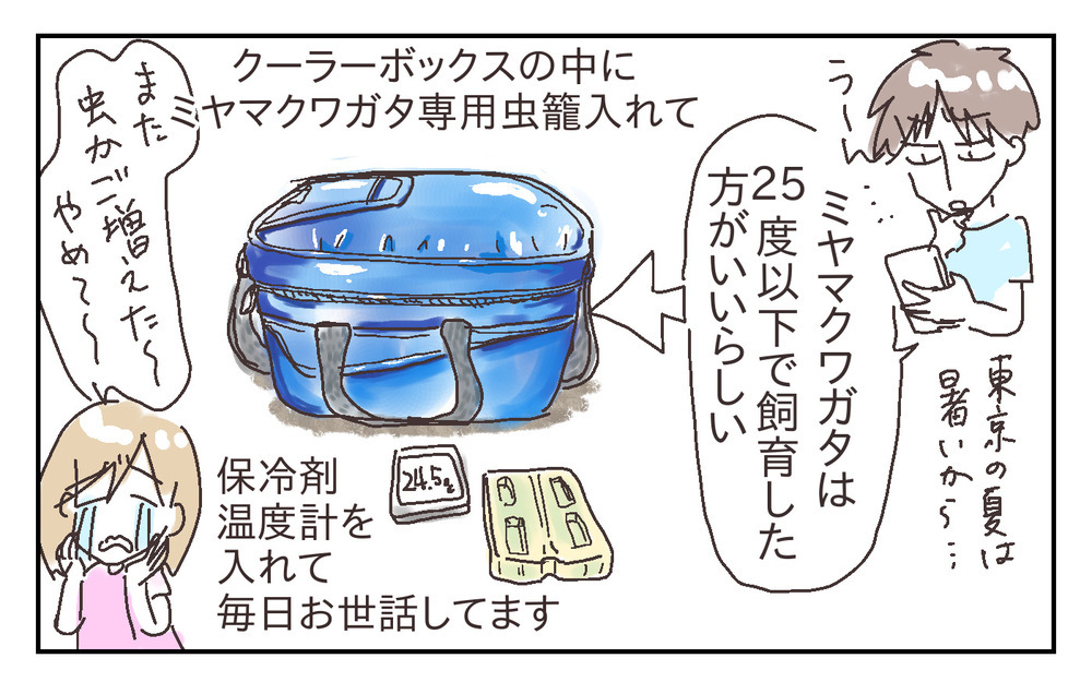 父子で夢中の昆虫採集！ 息子の成長をたくさん感じた今年の夏【シャトー家の観察絵日記 Vol.27】