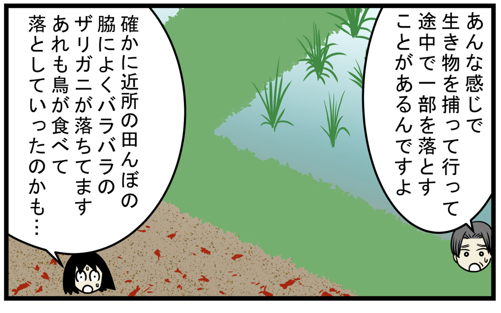 意外な動物の仕業だった!? 道に新鮮な魚が落ちていたワケ【こどもと見つけた小さな発見日誌 Vol.54】