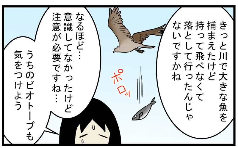 意外な動物の仕業だった!? 道に新鮮な魚が落ちていたワケ【こどもと見つけた小さな発見日誌 Vol.54】