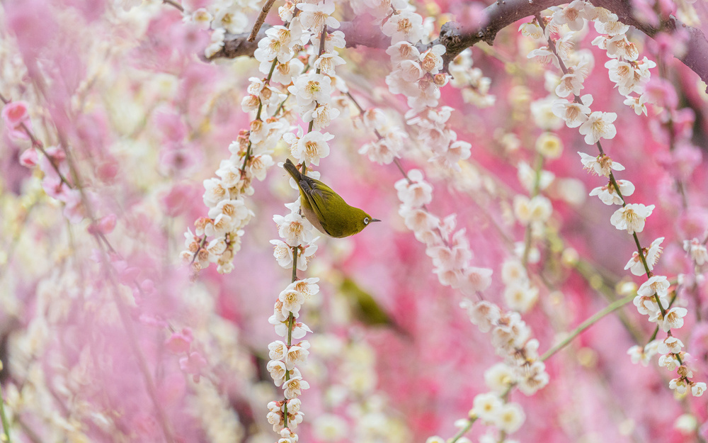 2月27日～3月5日の週間運勢占いランキング！　1位の星座は…？
