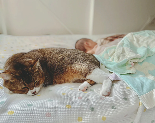 猫も犬も大切な我が子だから。3児のママ、オキエイコさんが手がけた “ペットのための母子手帳"「もしもヘルプ手帳」が話題！