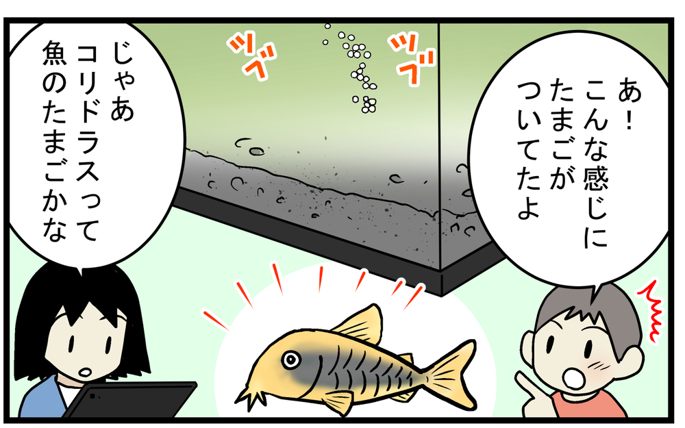 長男が水槽で見つけた「謎のたまご」…孵化するのを楽しみにしていたが!?【こどもと見つけた小さな発見日誌 Vol.61】