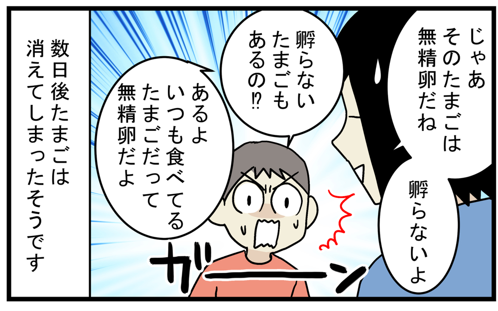 長男が水槽で見つけた「謎のたまご」…孵化するのを楽しみにしていたが!?【こどもと見つけた小さな発見日誌 Vol.61】