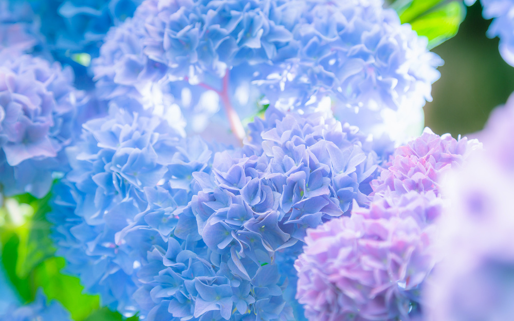 6月5日～6月11日の週間運勢占いランキング！　1位の星座は…？