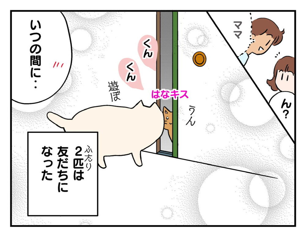 ママ友の連絡先を知らない…猫を一晩預かることに【飼えなくなった猫を連れてきた非常識ママ Vol.13】