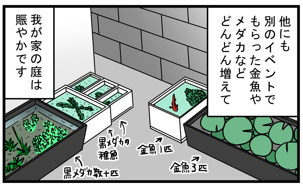 金魚のビオトープにいた、見覚えのない「メダカ」の正体とは!?【こどもと見つけた小さな発見日誌 Vol.62】