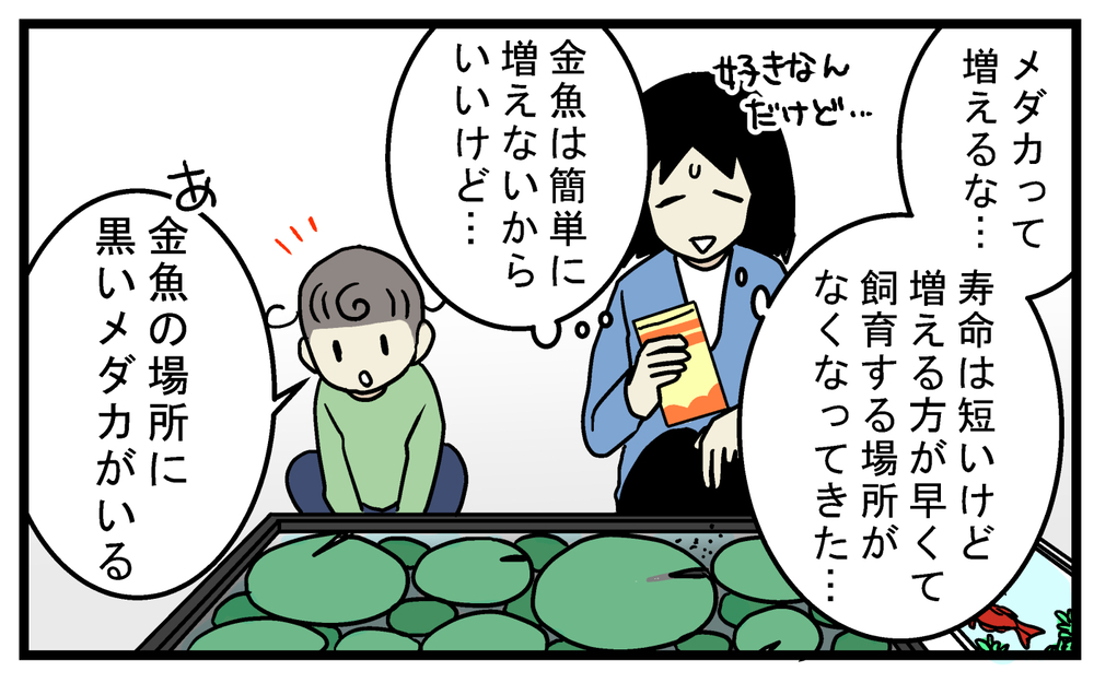 金魚のビオトープにいた、見覚えのない「メダカ」の正体とは!?【こどもと見つけた小さな発見日誌 Vol.62】