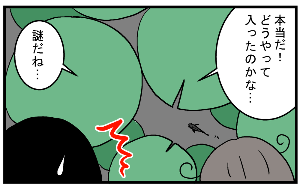 金魚のビオトープにいた、見覚えのない「メダカ」の正体とは!?【こどもと見つけた小さな発見日誌 Vol.62】