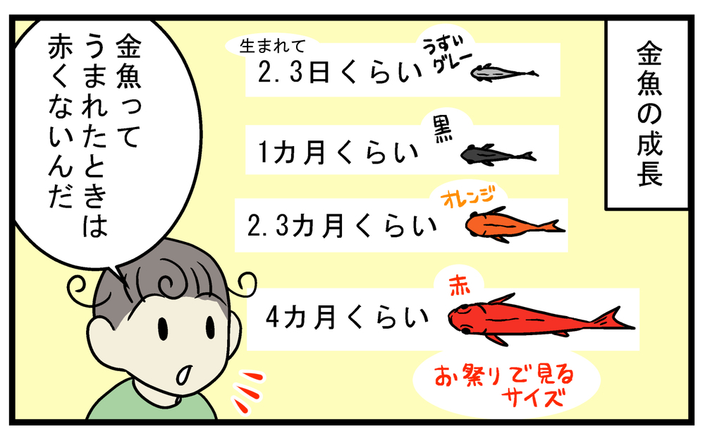 金魚のビオトープにいた、見覚えのない「メダカ」の正体とは!?【こどもと見つけた小さな発見日誌 Vol.62】