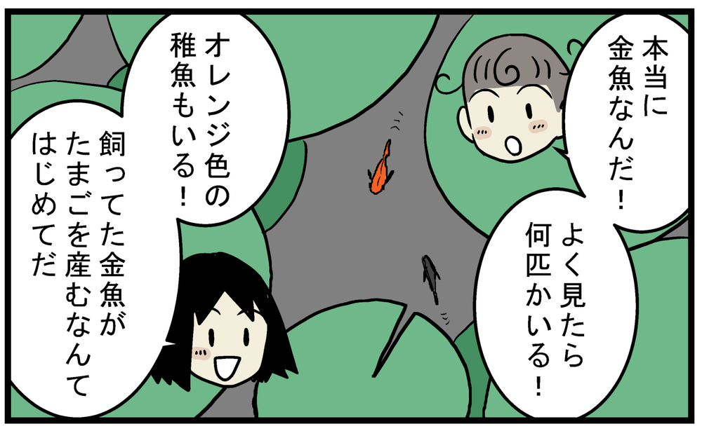 金魚のビオトープにいた、見覚えのない「メダカ」の正体とは!?【こどもと見つけた小さな発見日誌 Vol.62】