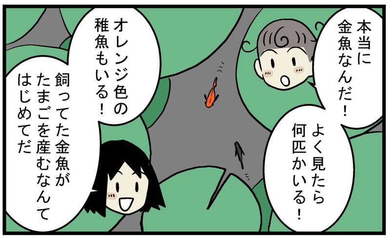 金魚のビオトープにいた、見覚えのない「メダカ」の正体とは!?【こどもと見つけた小さな発見日誌 Vol.62】