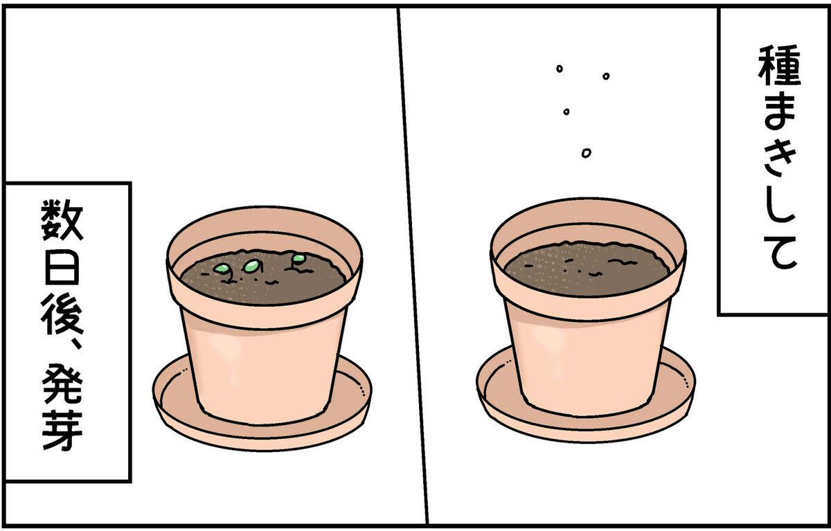 自由研究のためミニひまわりを育て始めた次女　思わぬ事態発生に…！【4人の子ども育ててます 第135話】