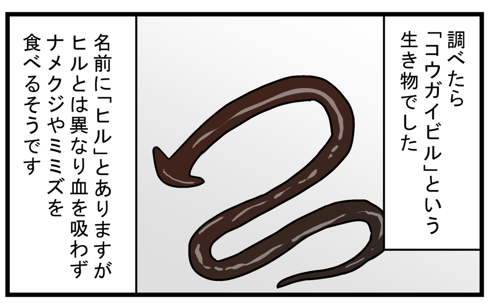 まるでモンスターやエイリアン…家に入ってきた「謎の生き物」が興味深かった【こどもと見つけた小さな発見日誌 Vol.64】