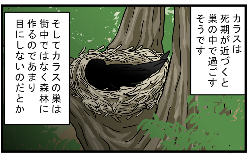 カラスの死骸は幸運を呼び込む？ 試しに宝くじを買った結果…!?【こどもと見つけた小さな発見日誌 Vol.65】