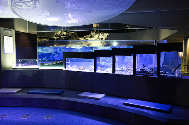 すみだ水族館に新常設展示「オガサワラベース」が誕生！ さかなクンの推しは？【編集部の「これ、気になる！」  Vol.11】