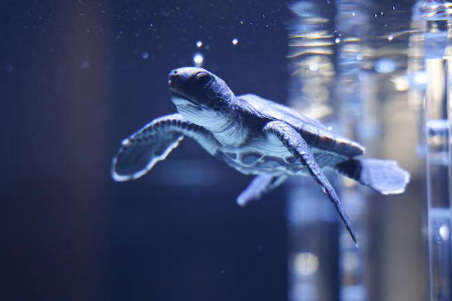 すみだ水族館に新常設展示「オガサワラベース」が誕生！ さかなクンの推しは？【編集部の「これ、気になる！」  Vol.11】