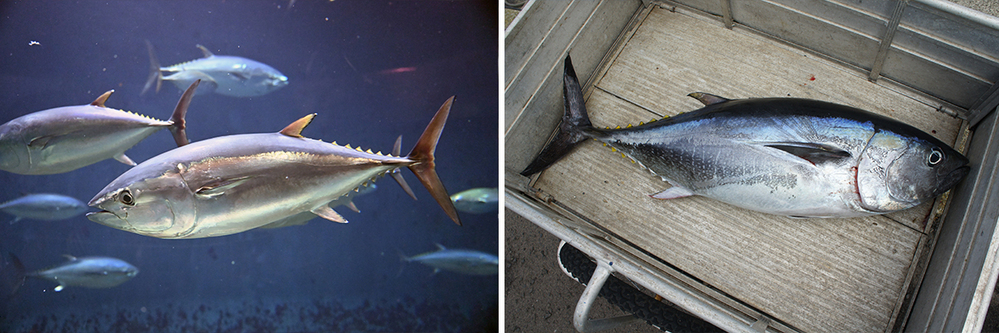 子どもといっしょに魚クイズに挑戦！ 「おさかな小学校」校長 すーさんに教わる、魚の食育＆SDGs【後編】