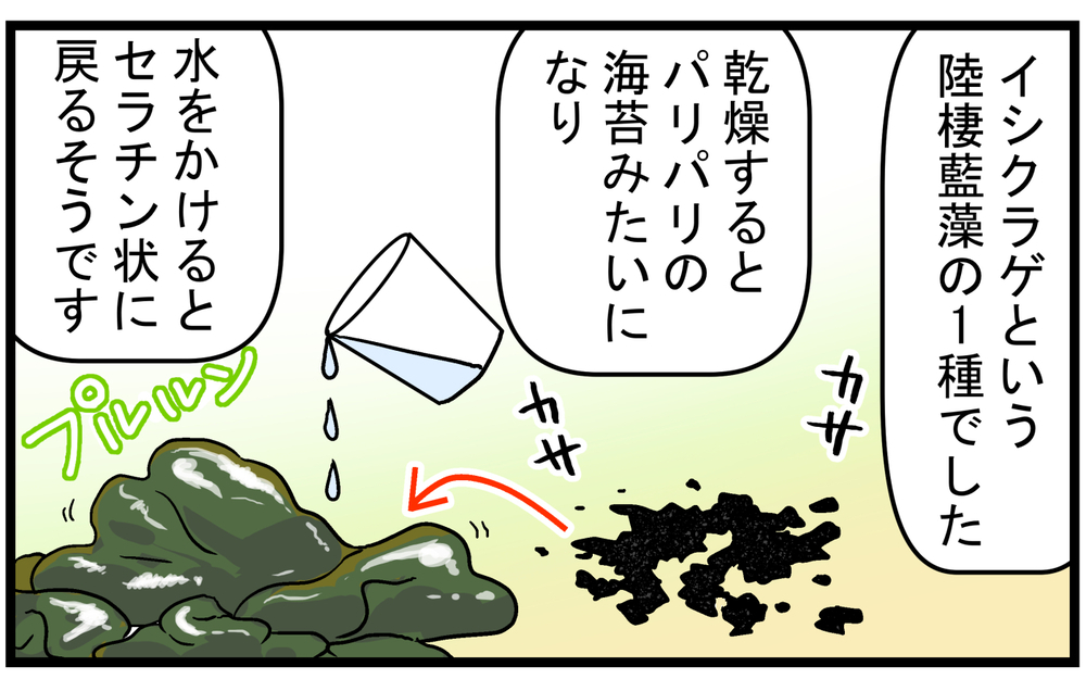 「ワカメ？」「きくらげ？」雨が降ると現れる謎のゼラチン状の物体の正体とは!?【こどもと見つけた小さな発見日誌 Vol.67】
