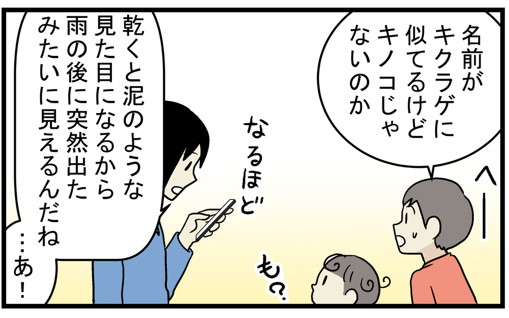 「ワカメ？」「きくらげ？」雨が降ると現れる謎のゼラチン状の物体の正体とは!?【こどもと見つけた小さな発見日誌 Vol.67】